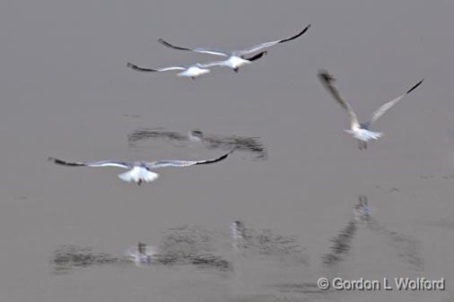 Fleeing Gulls_18463.jpg - Rideau Canal Waterway photographed at Rideau Ferry, Ontario, Canada.